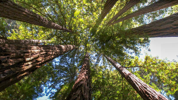 How Our Tree Care Process Works  in  Yutan, NE